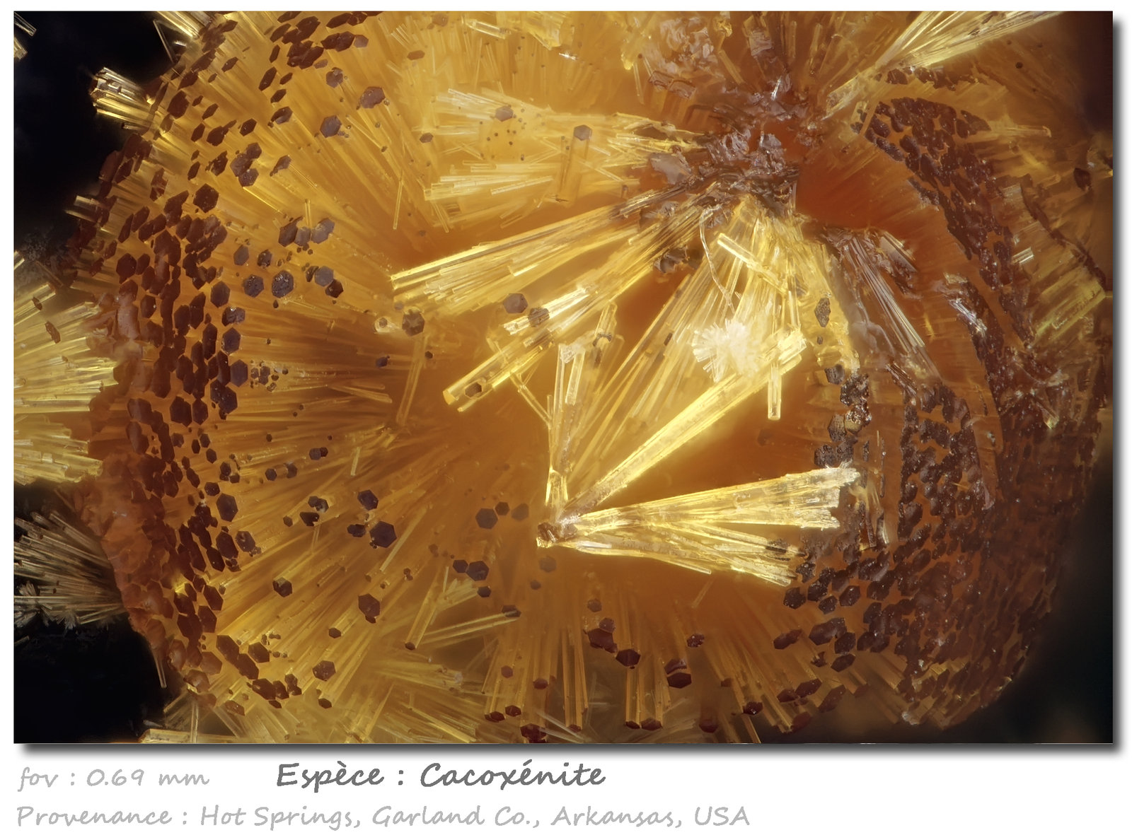 Cacoxenite
fov 0.69 mm
(Autor: ploum)