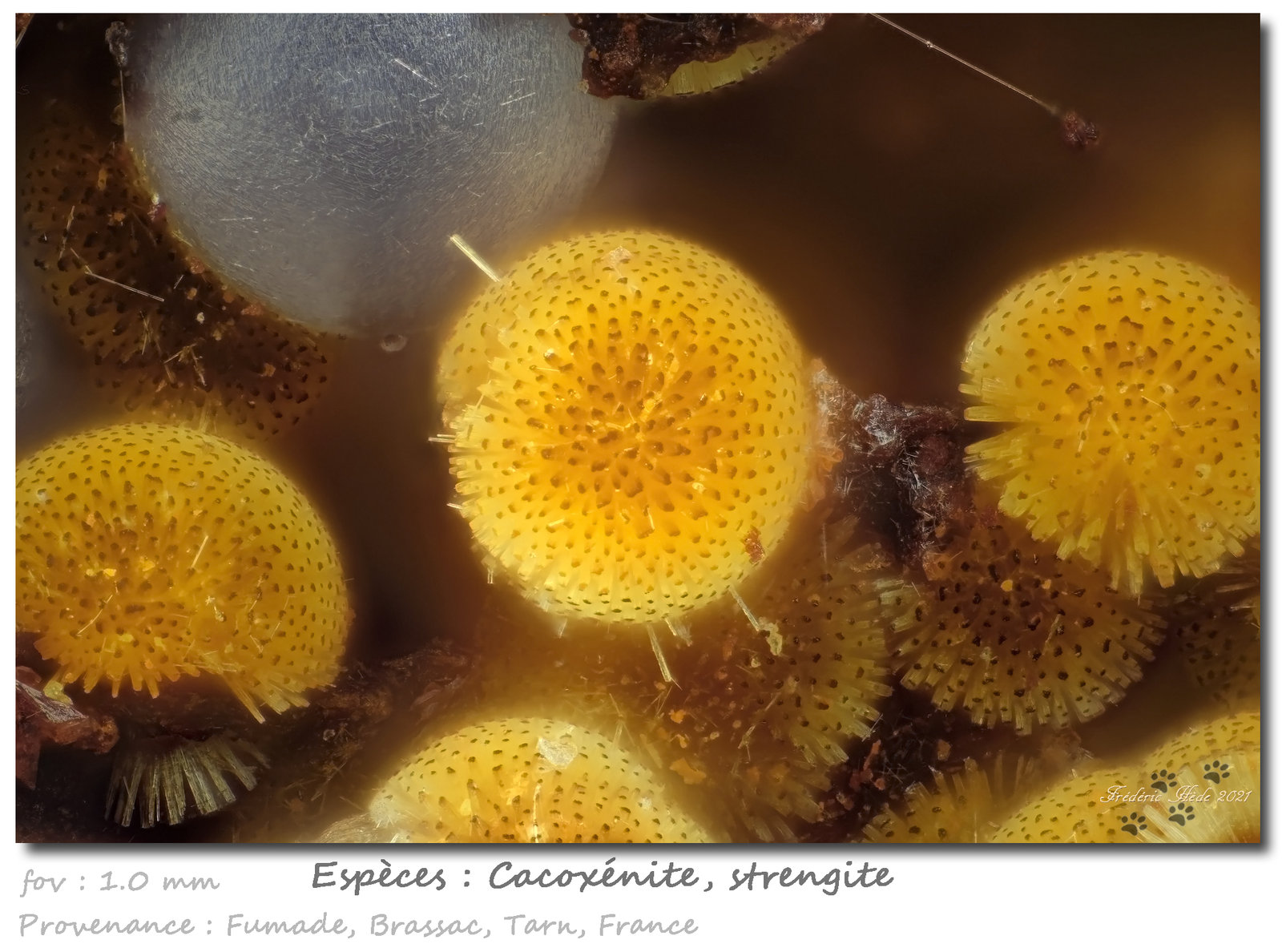 Cacoxenite, Strengite
fov 1.0 mm
(Autor: ploum)