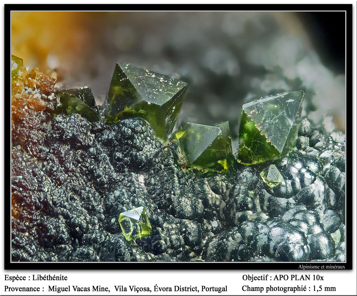 Libethenite
fov 1.5 mm
(Autor: ploum)