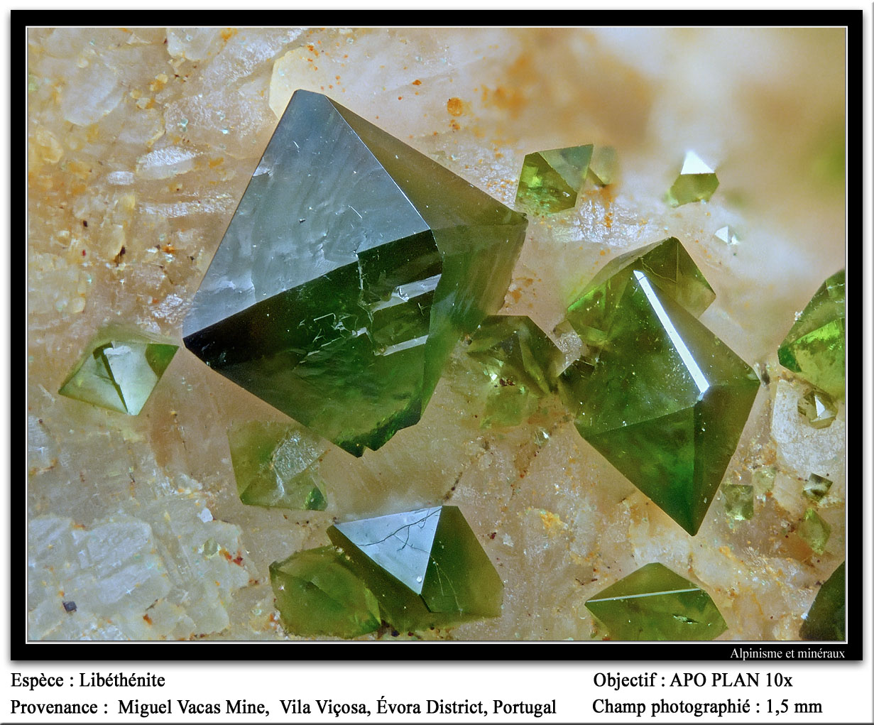 Libethenite
fov 1.5 mm
(Autor: ploum)