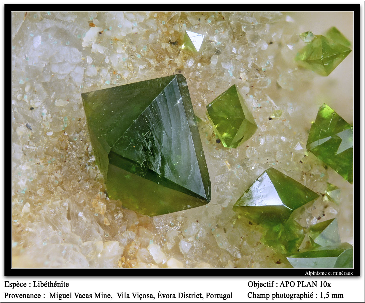 Libethenite
fov 1.5 mm
(Autor: ploum)