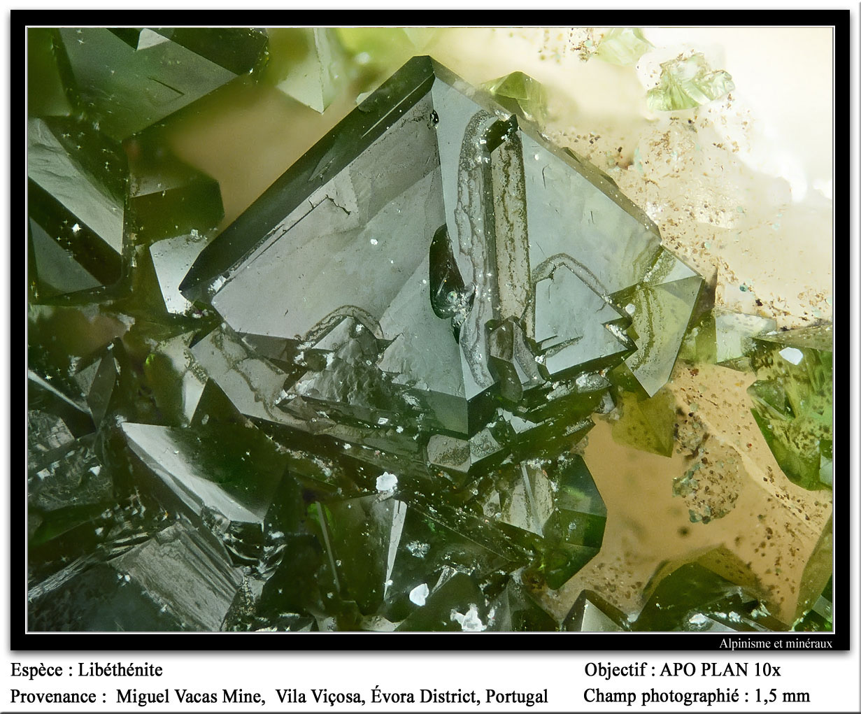 Libethenite
fov 1.5 mm
(Autor: ploum)
