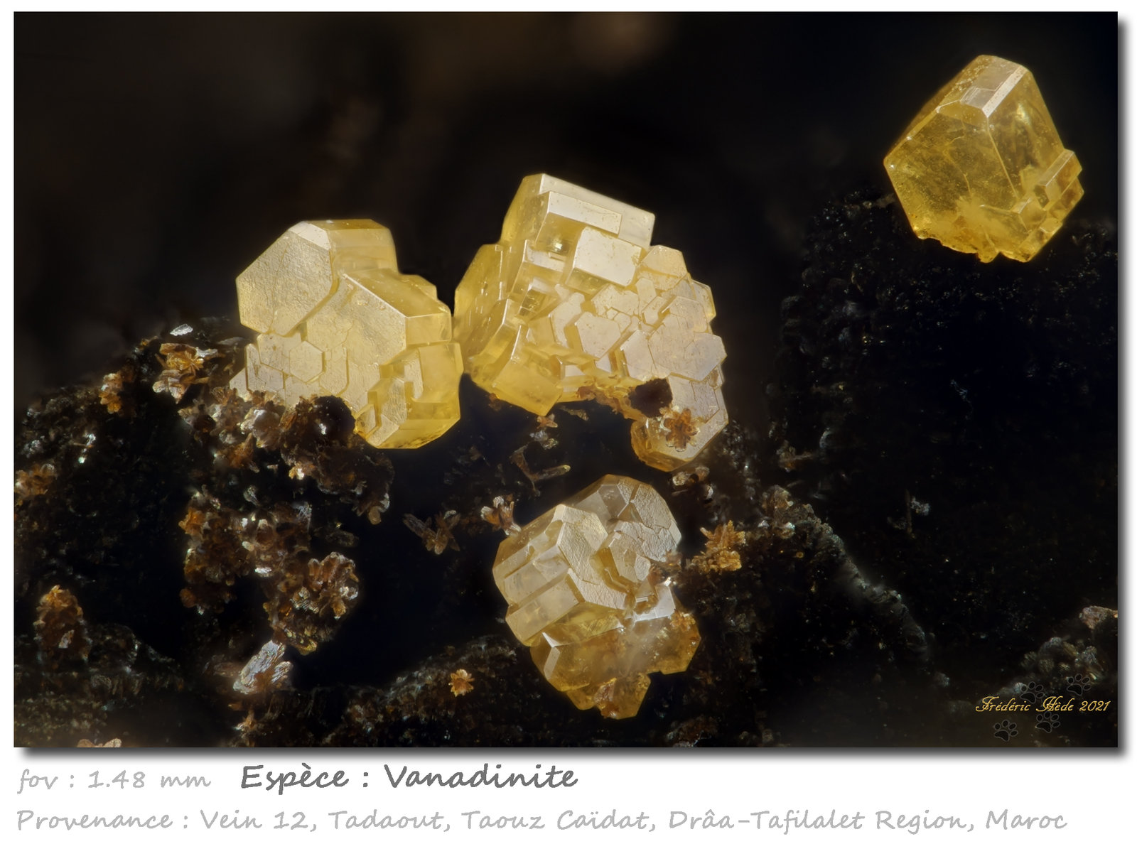 Vanadinite
fov 1.48 mm
(Autor: ploum)
