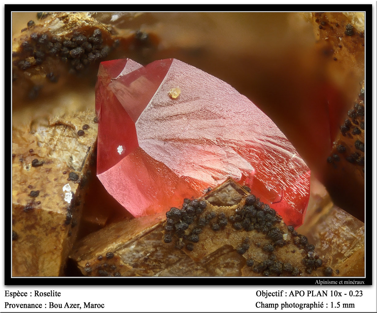 Roselite
fov 1.5 mm
(Autor: ploum)