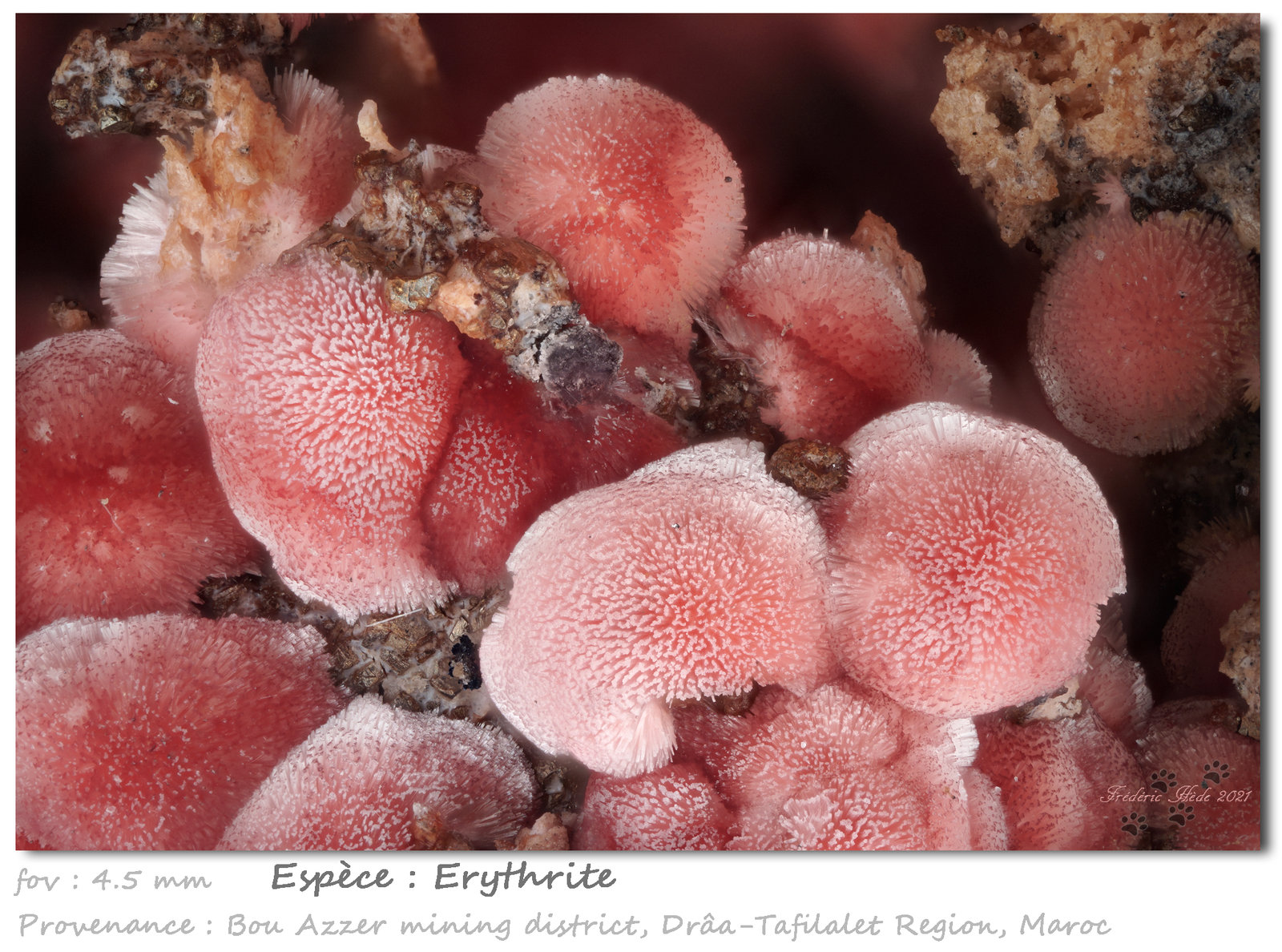 Erythrite
fov 4.5 mm
(Autor: ploum)
