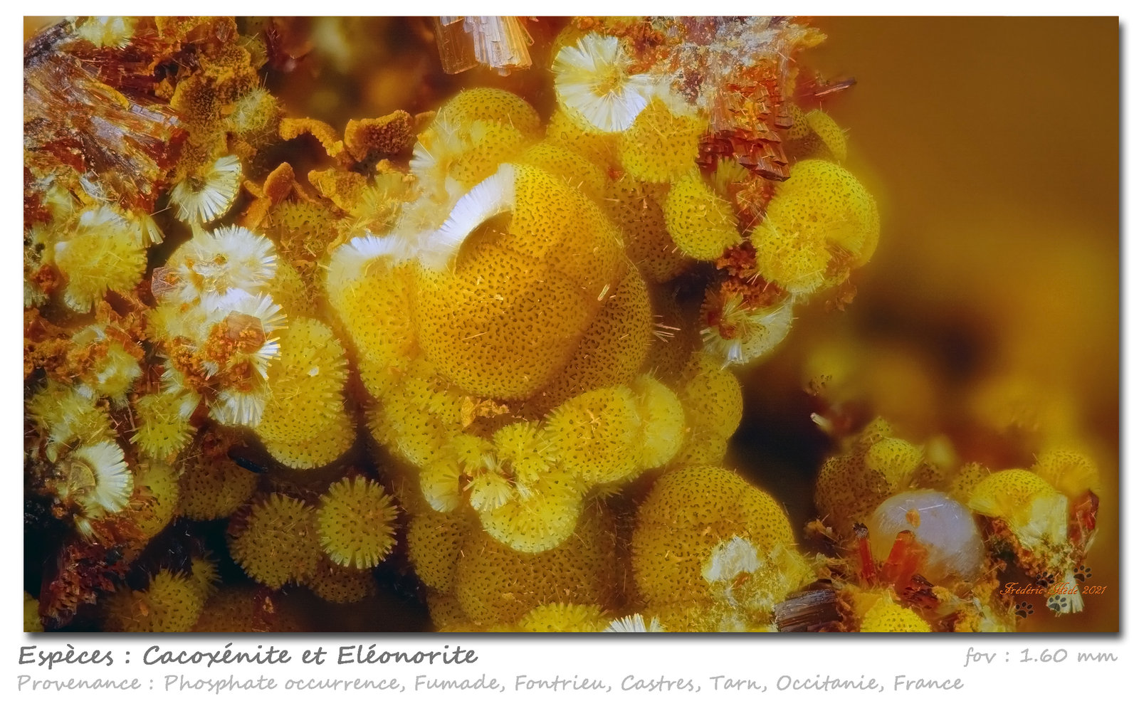 Cacoxenite
fov 1.60 mm
(Autor: ploum)