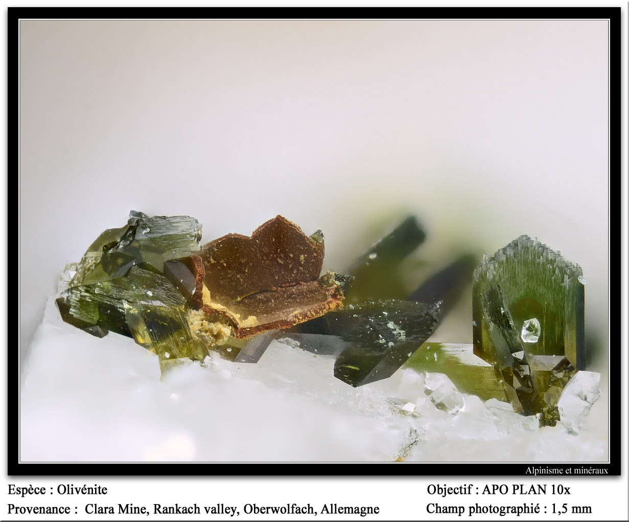 Olivenite
fov 1.5 mm
(Autor: ploum)