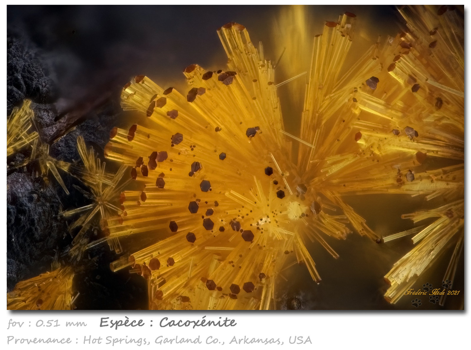 Cacoxenite
fov 0,51 mm
(Autor: ploum)