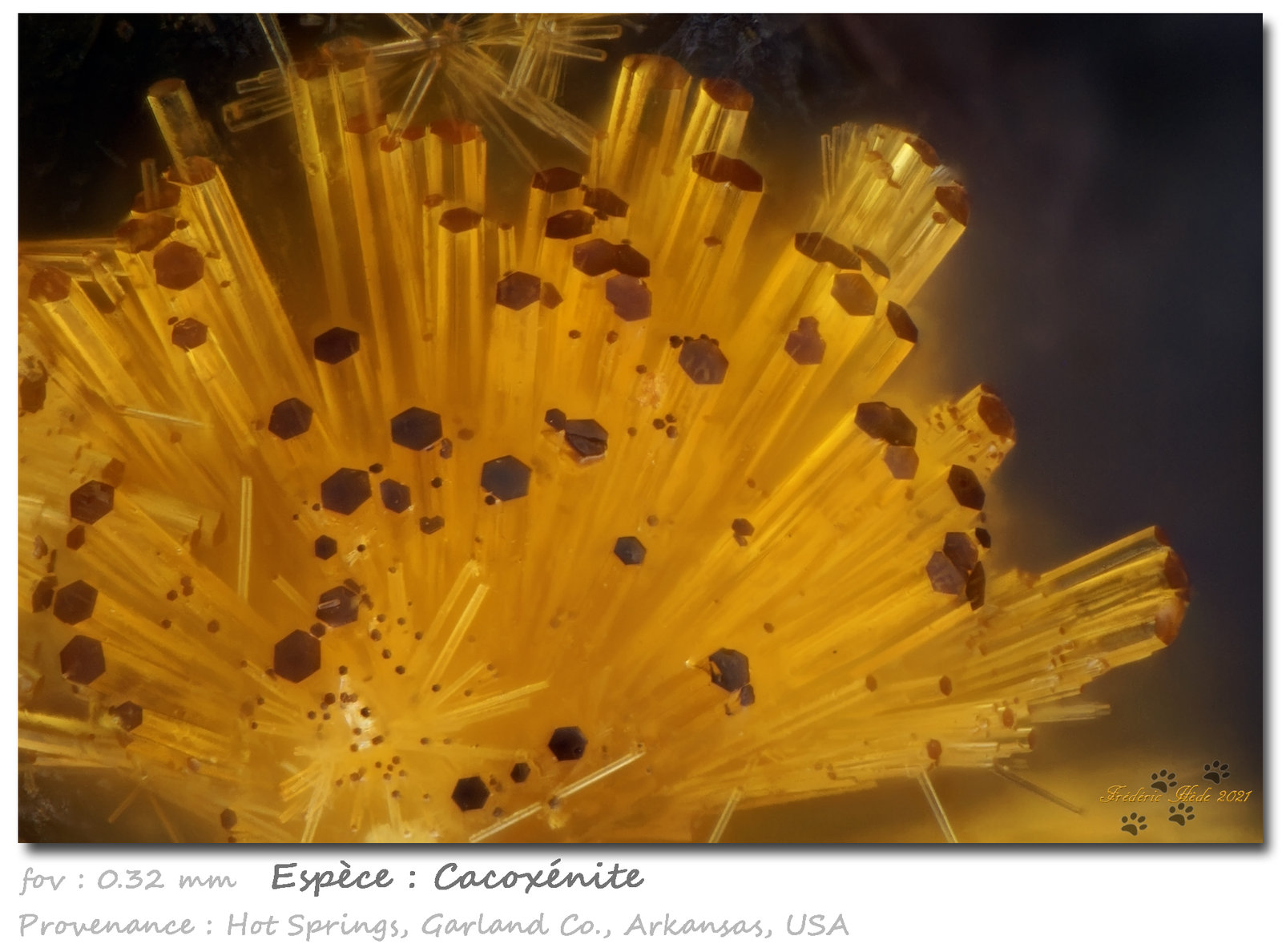Cacoxenite
fov 0,31 mm
(Autor: ploum)