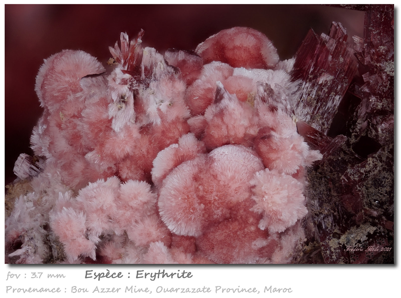 Erythrite
fov 3.7 mm
(Autor: ploum)