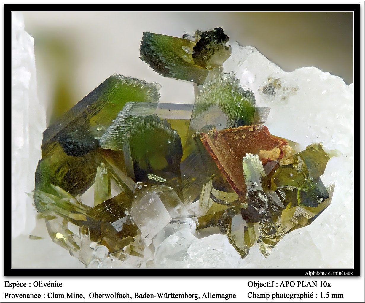 Olivenite
fov 1.5 mm
(Autor: ploum)