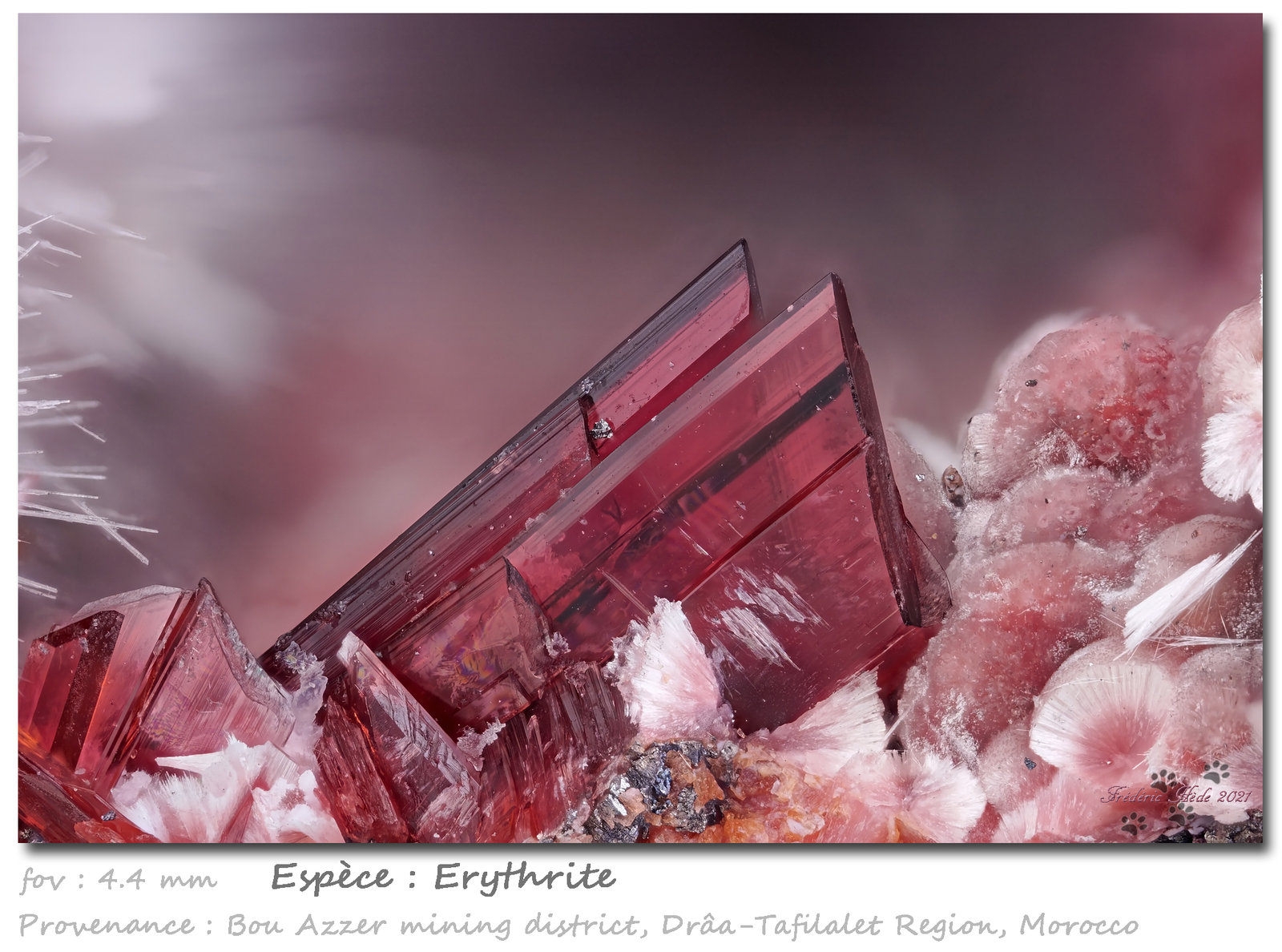 Erythrite
fov 4.4 mm
(Autor: ploum)