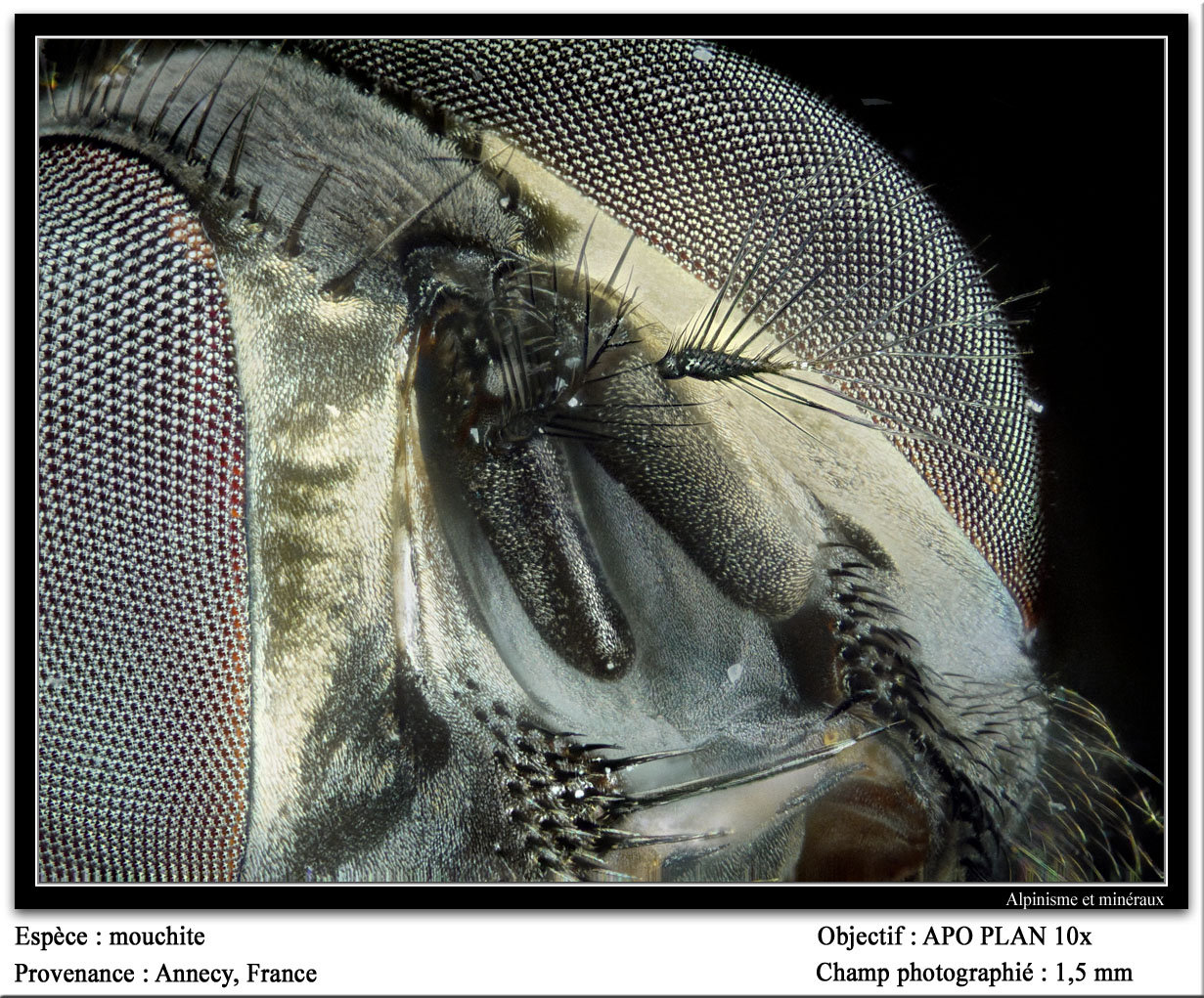 flyite
fov 1.5 mm
(Autor: ploum)