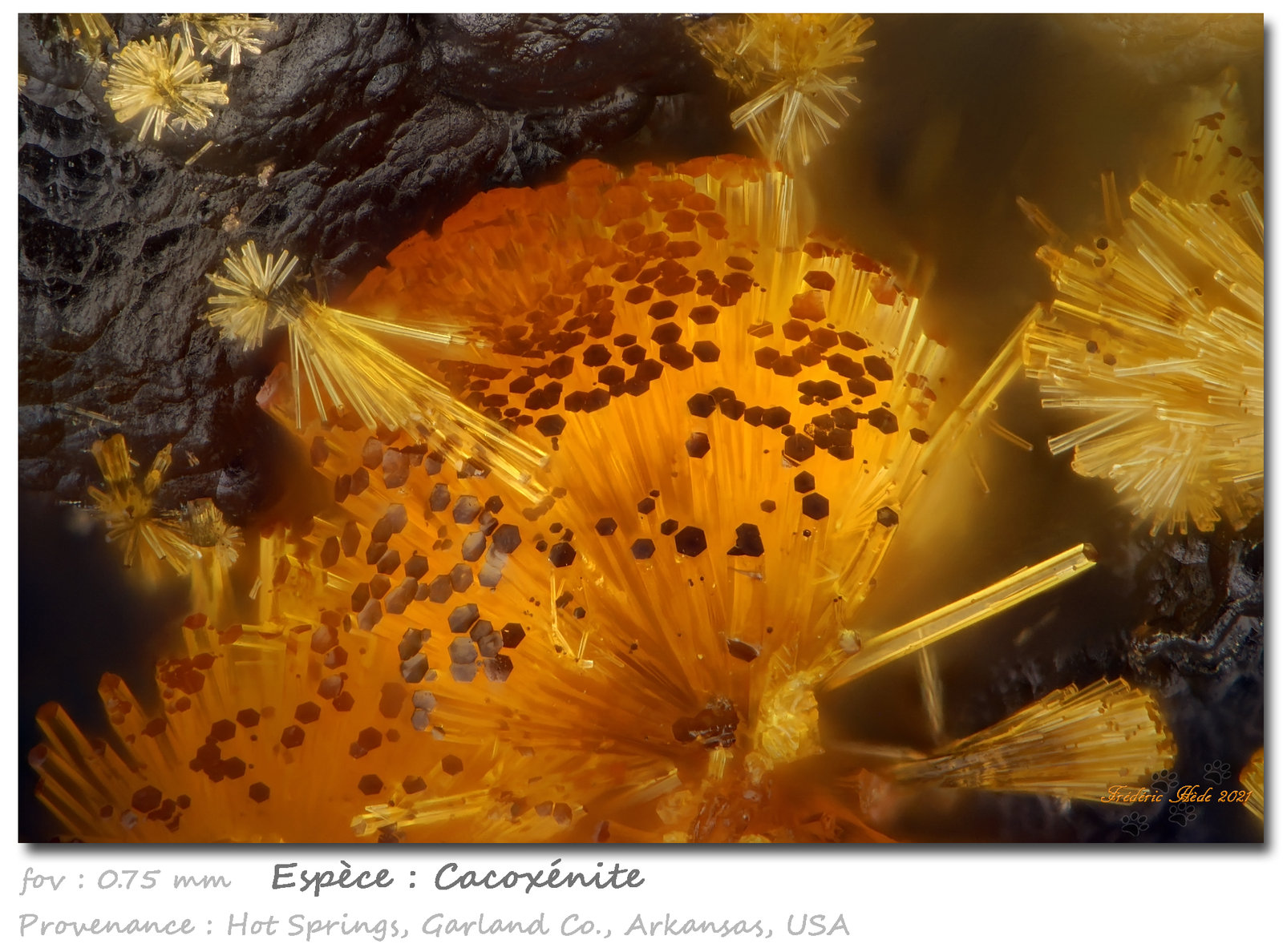 Cacoxenite
fov 0.75 mm
(Autor: ploum)