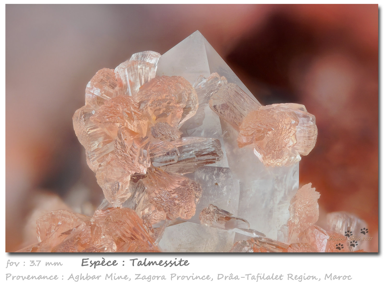 Talmessite
fov 3.7 mm
(Autor: ploum)