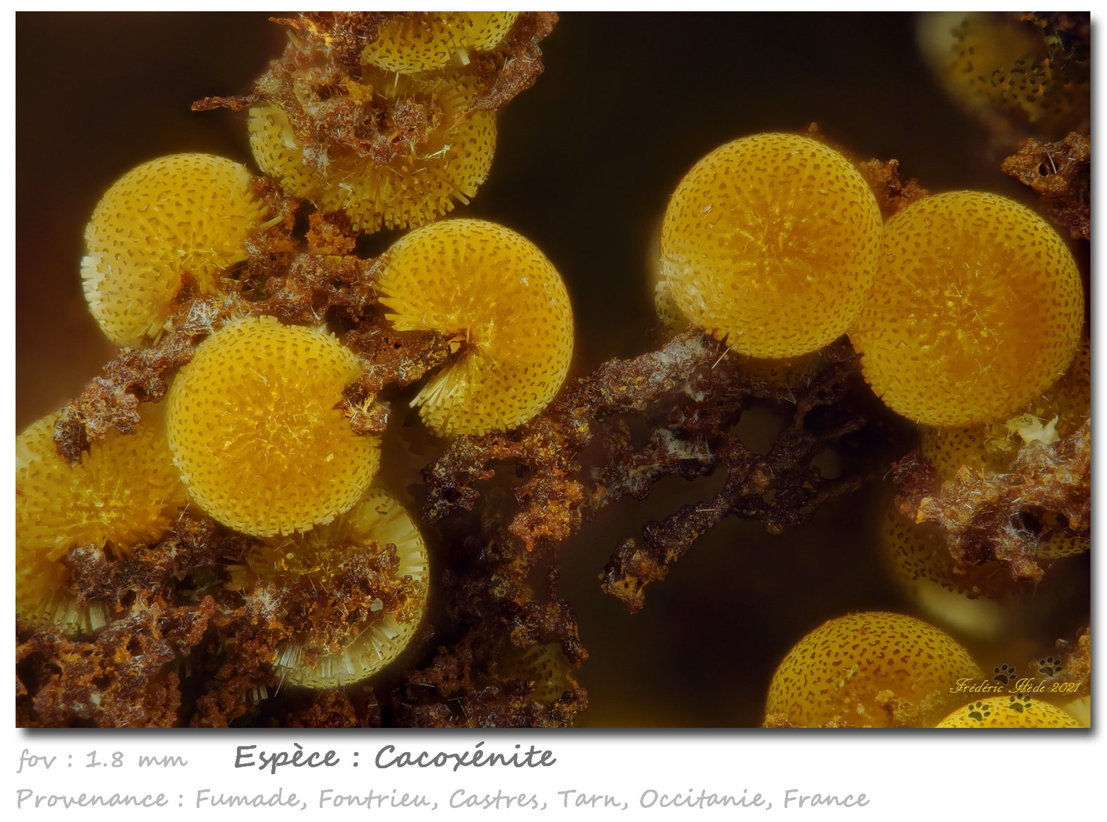 Cacoxenite
fov 1.8 mm
(Autor: ploum)