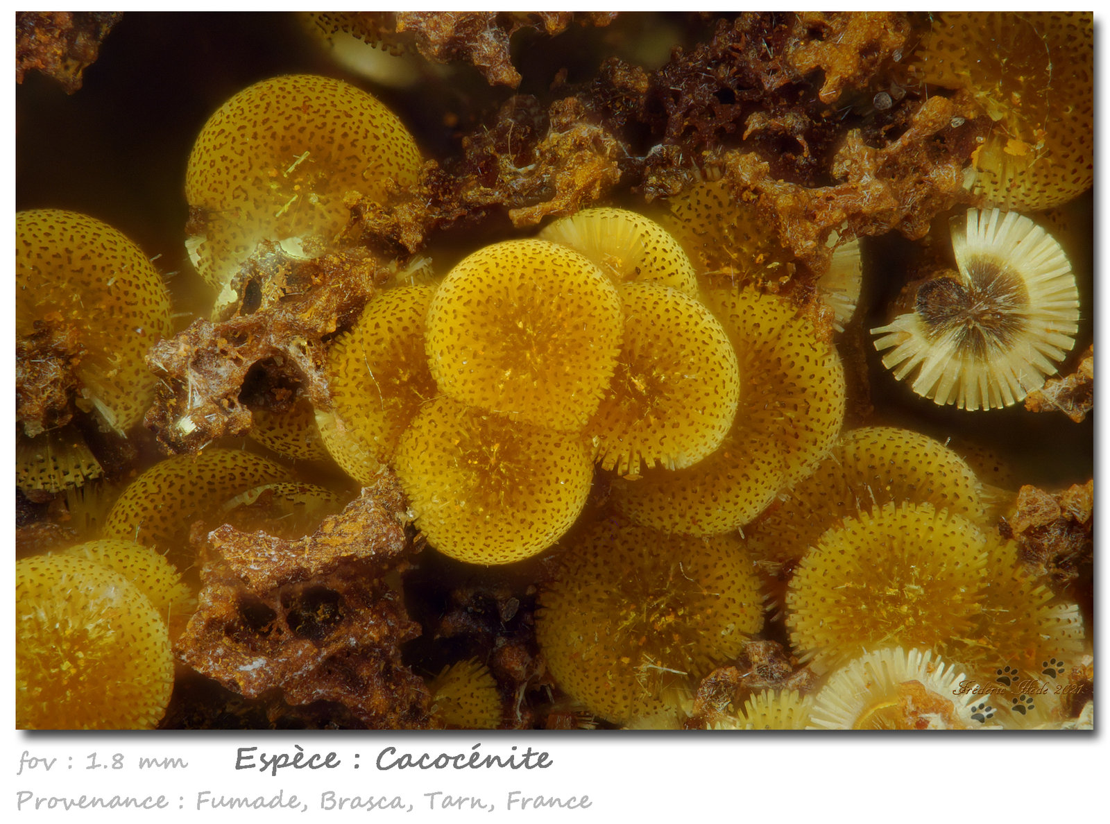 Cacoxenite
fov 1.8 mm
(Autor: ploum)
