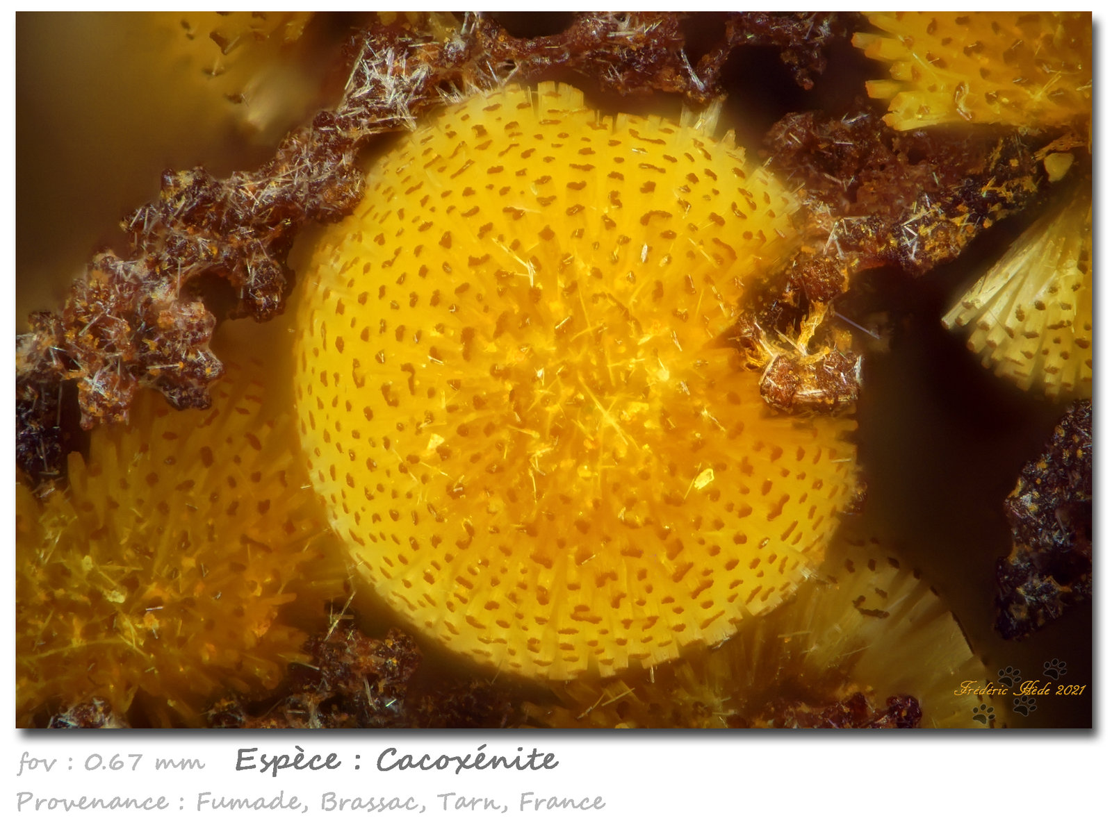 Cacoxenite
fov 0.67 mm
(Autor: ploum)