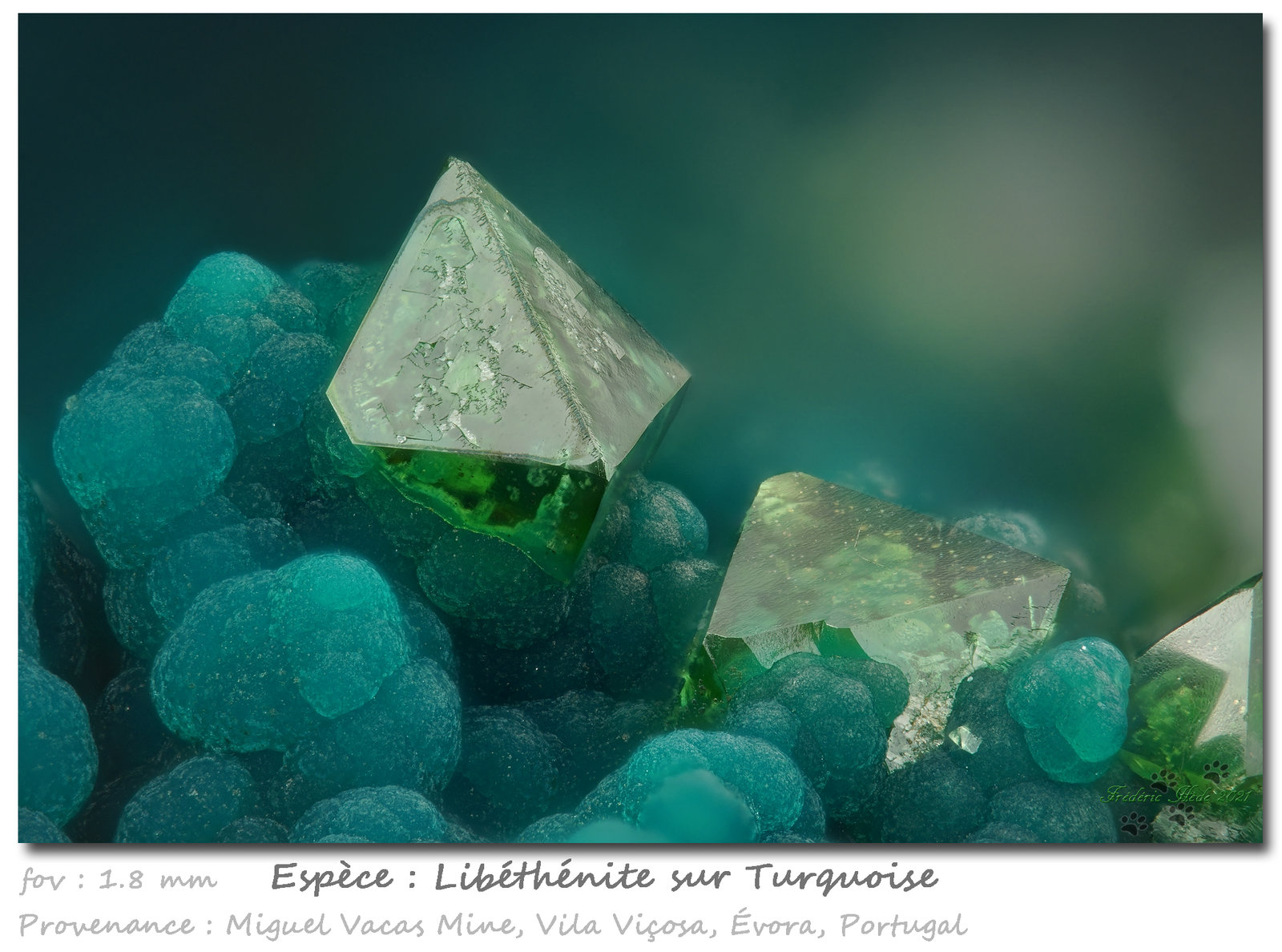 Libethenite and Turquoise
fov 1.8 mm
(Autor: ploum)