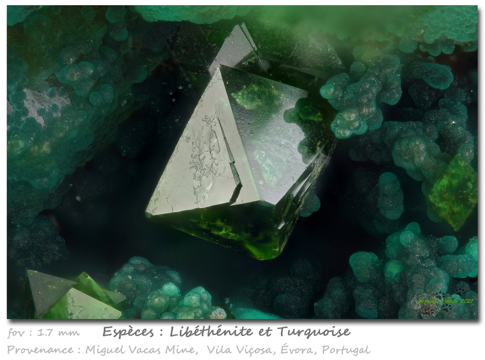 Libethenite and Turquoise
fov 1.7 mm
(Autor: ploum)