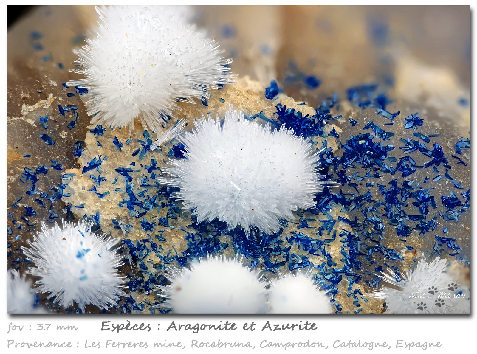Aragonite and Azurite
fov 3.7 mm
(Autor: ploum)