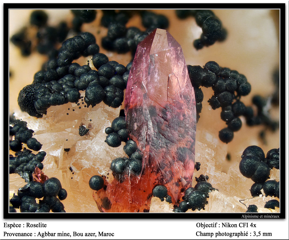 Roselite
fov 3.5 mm
(Autor: ploum)