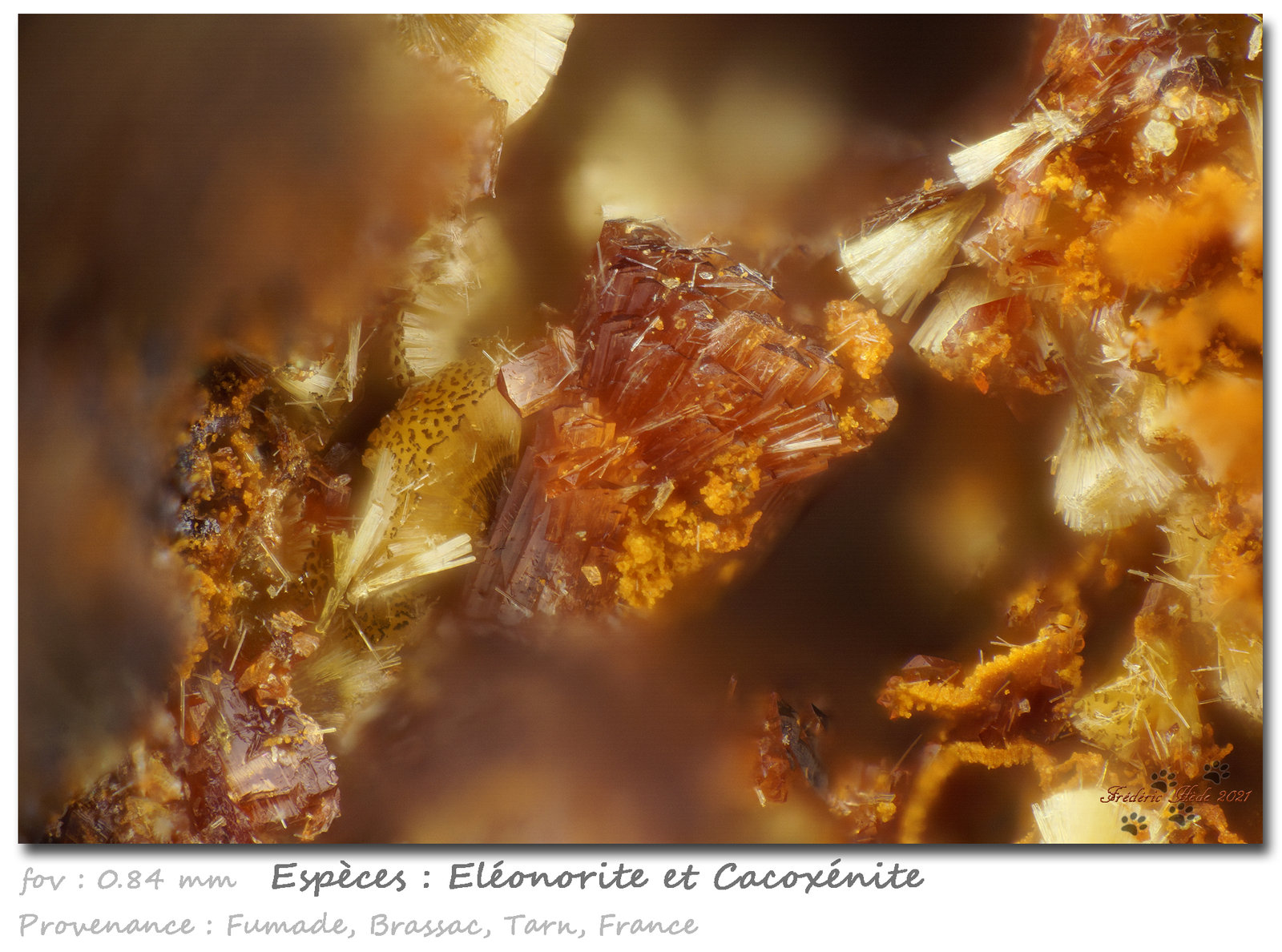 Eleonorite and Cacoxenite
fov 0.84 mm
(Autor: ploum)