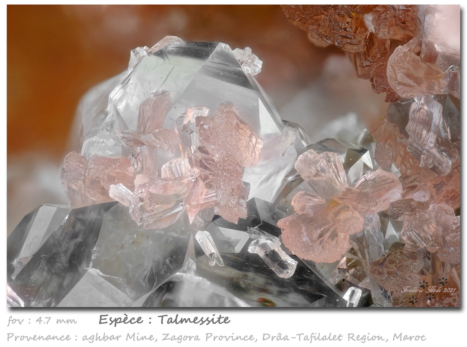 Talmessite
fov 4.7 mm
(Autor: ploum)