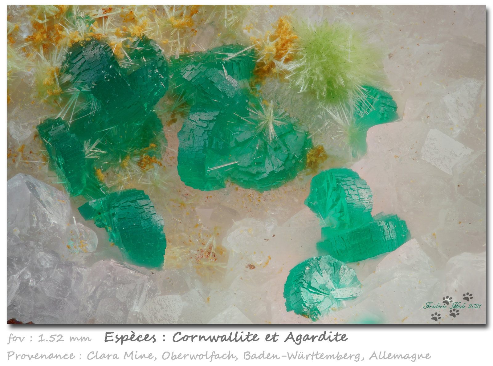 Cornwallite and Agardite-(Y)
1.52 mm
(Autor: ploum)