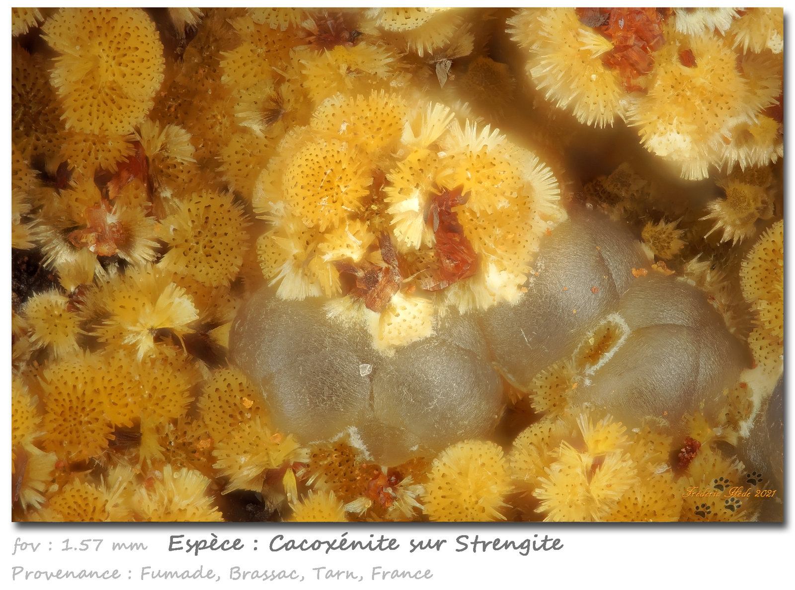 Cacoxenite on Strengite
fov 1.57 mm
(Autor: ploum)