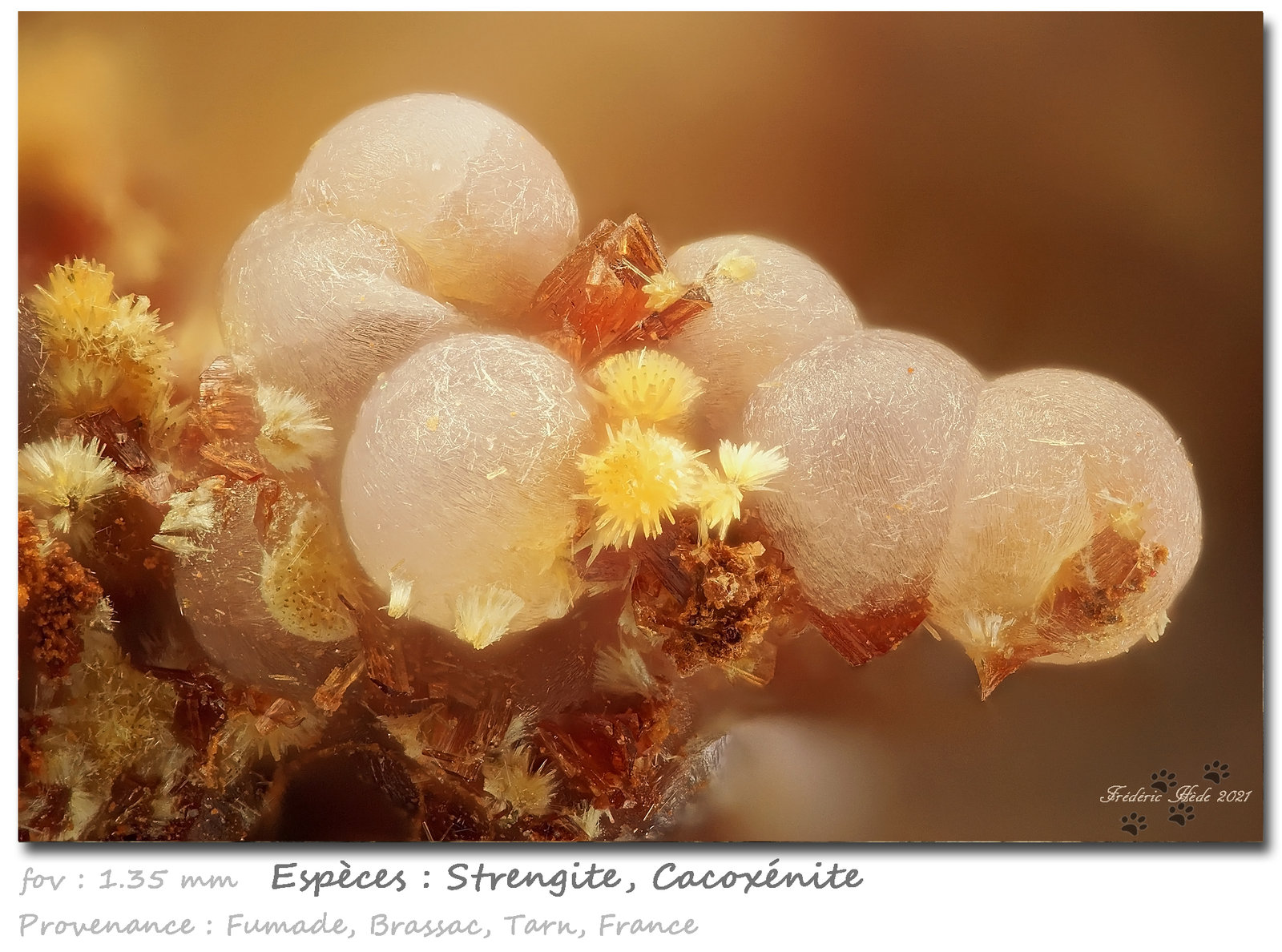 Strengite and Cacoxenite
fov 1.35 mm
(Autor: ploum)