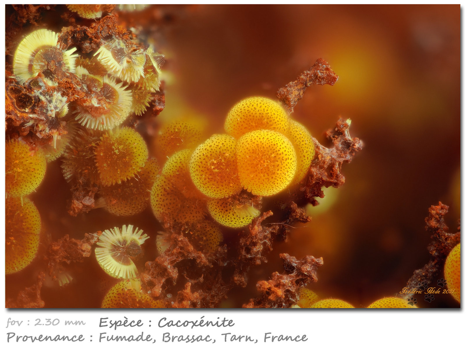 Cacoxenite
fov 2.30 mm
(Autor: ploum)
