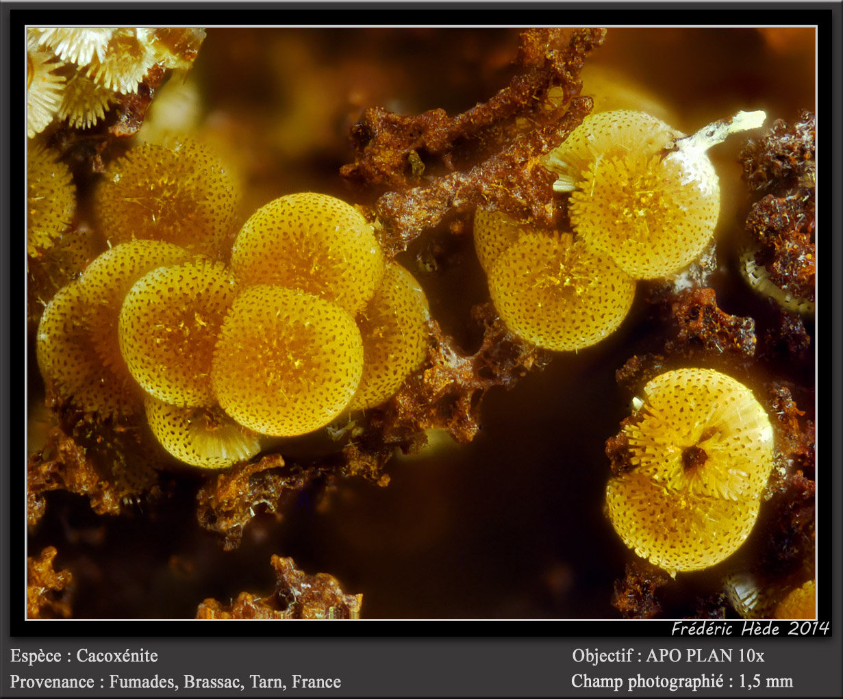Cacoxenite
fov 1.5 mm
(Autor: ploum)