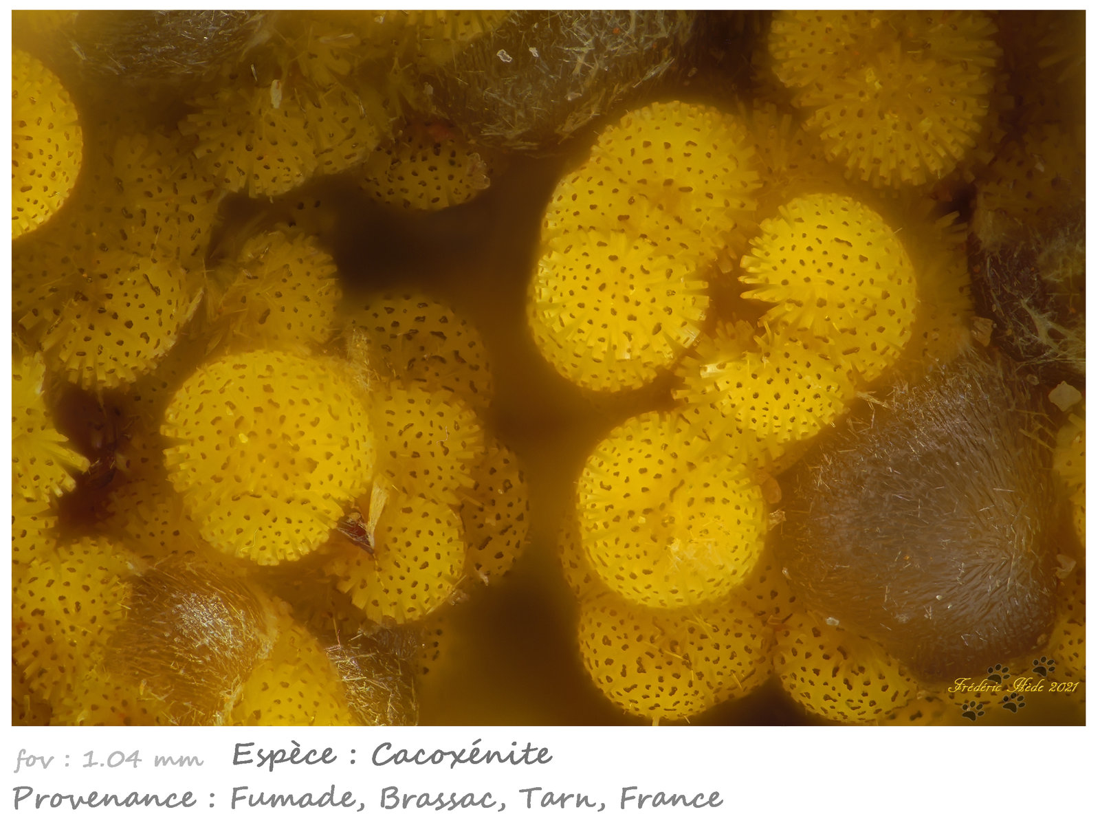 Cacoxenite
fov 1.04 mm
(Autor: ploum)
