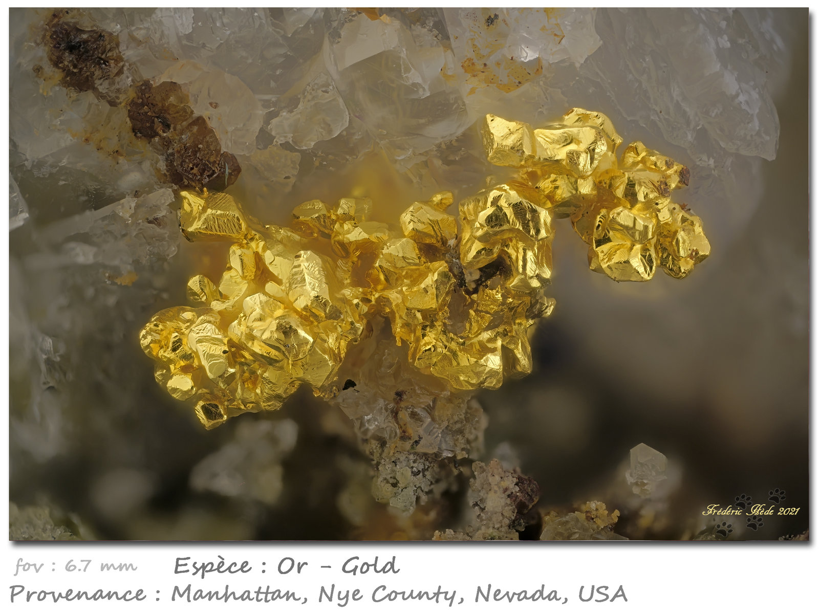 Gold
fov 6.7 mm
(Autor: ploum)