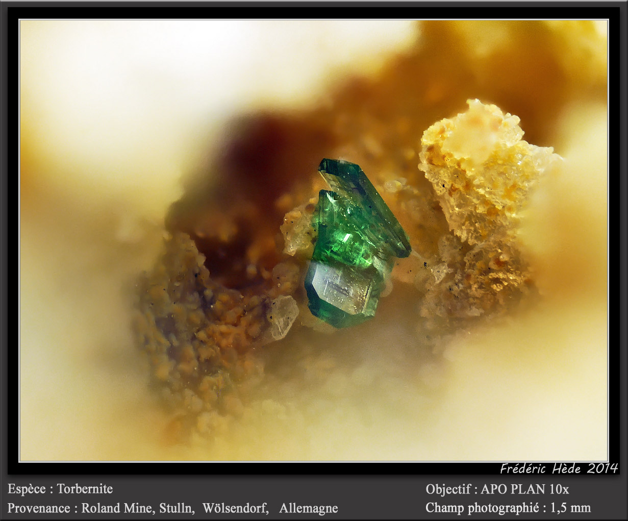 Torbernite
fov 1.5 mm
(Autor: ploum)