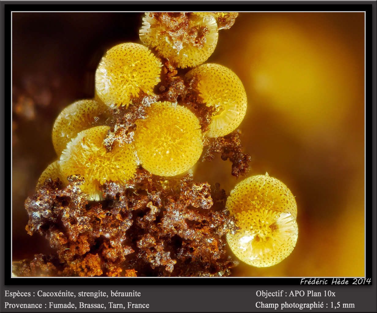 Cacoxenite, Beraunite and Strengite
fov 1.5 mm
(Autor: ploum)