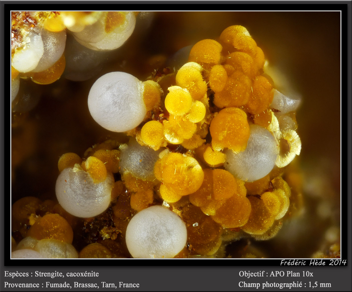 Strengite and Cacoxenite
fov 1.5 mm
(Autor: ploum)