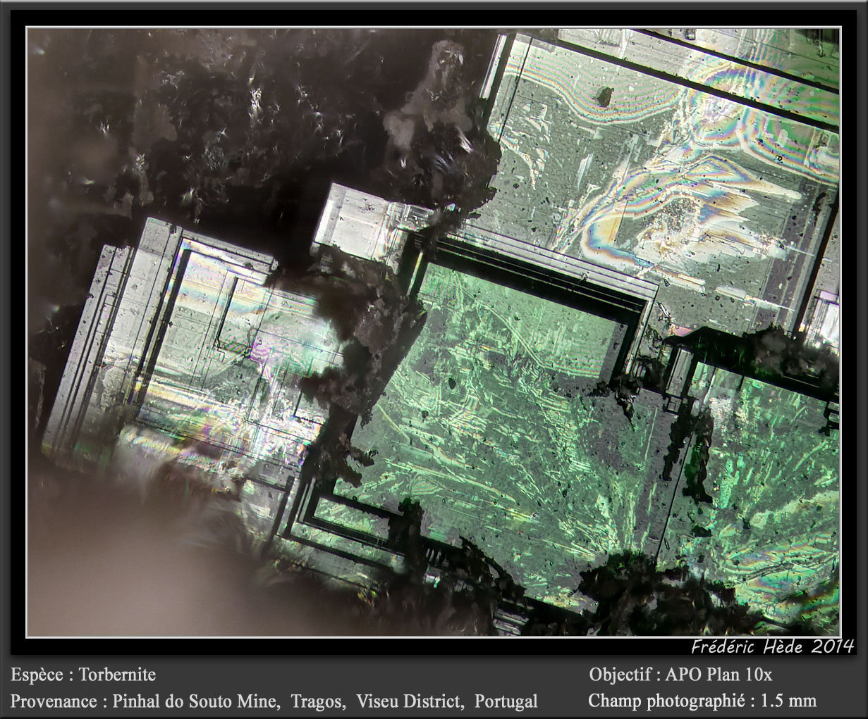 Torbernite
fov 1.5 mm
(Autor: ploum)