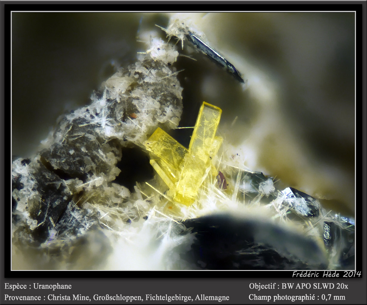 Uranophane
fov 0.7 mm
(Autor: ploum)