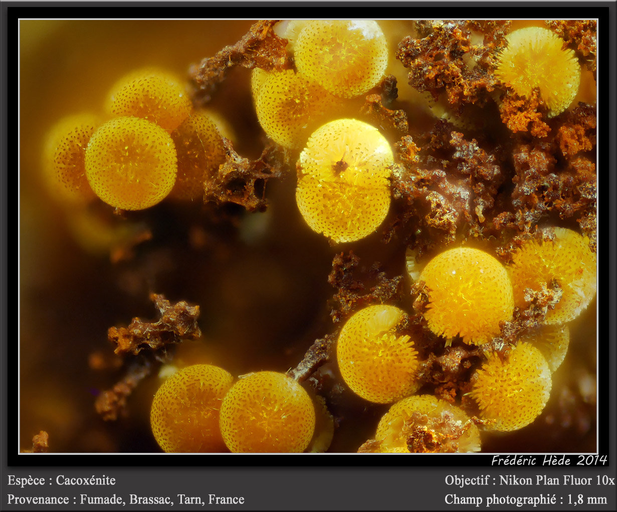 Cacoxenite
fov 1.8 mm
(Autor: ploum)