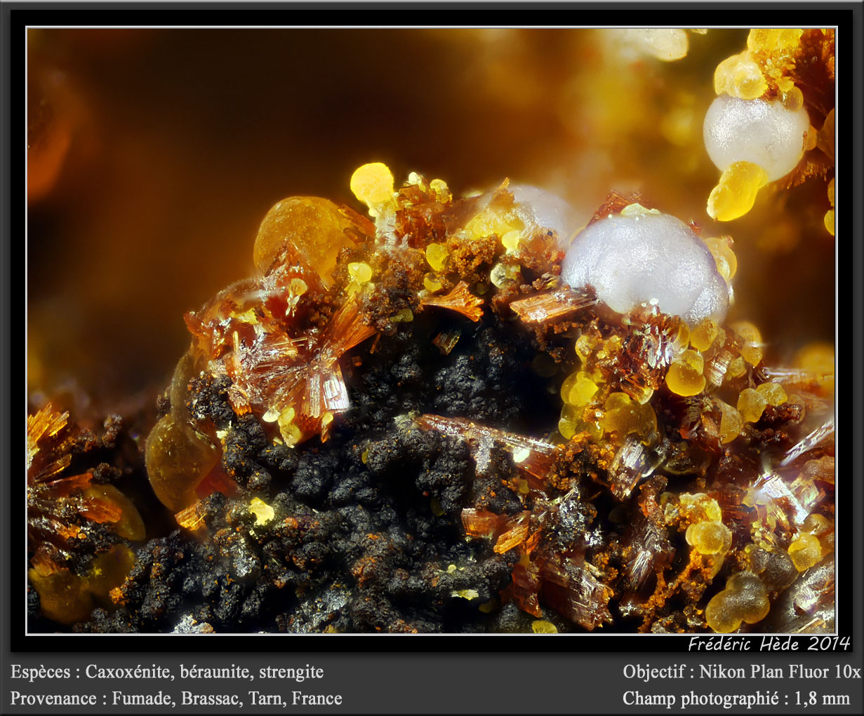 Cacoxenite, Beraunite, Strengite
fov 1.8 mm
(Autor: ploum)