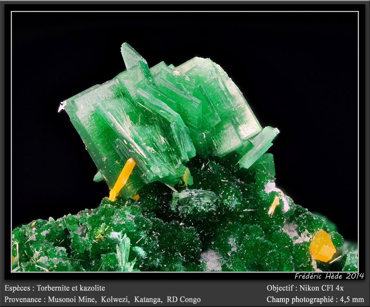 Torbernite and Kasolite
fov 4,5 mm
(Autor: ploum)