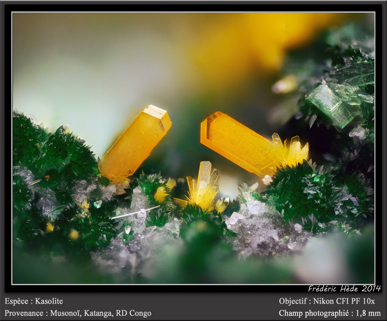 Kasolite on Torbernite
fov 1.8 mm
(Autor: ploum)