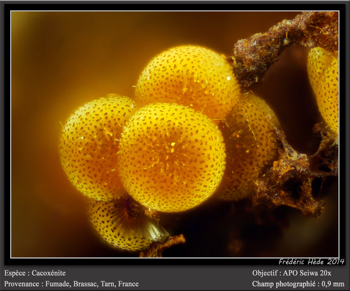 Cacoxenite
fov 0,9 mm
(Autor: ploum)