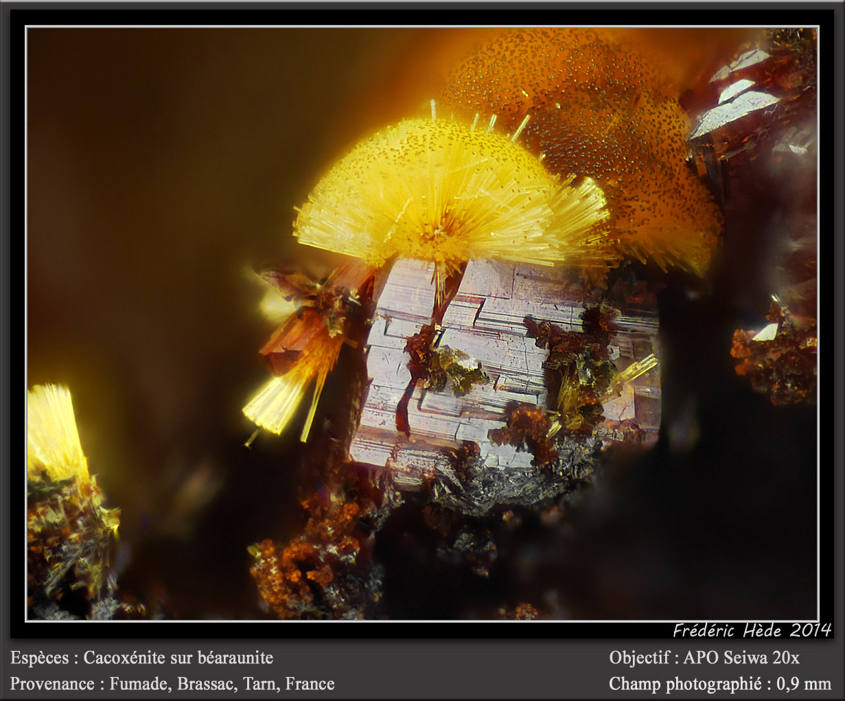 Cacoxenite, Beraunite
fov 0.9 mm
(Autor: ploum)