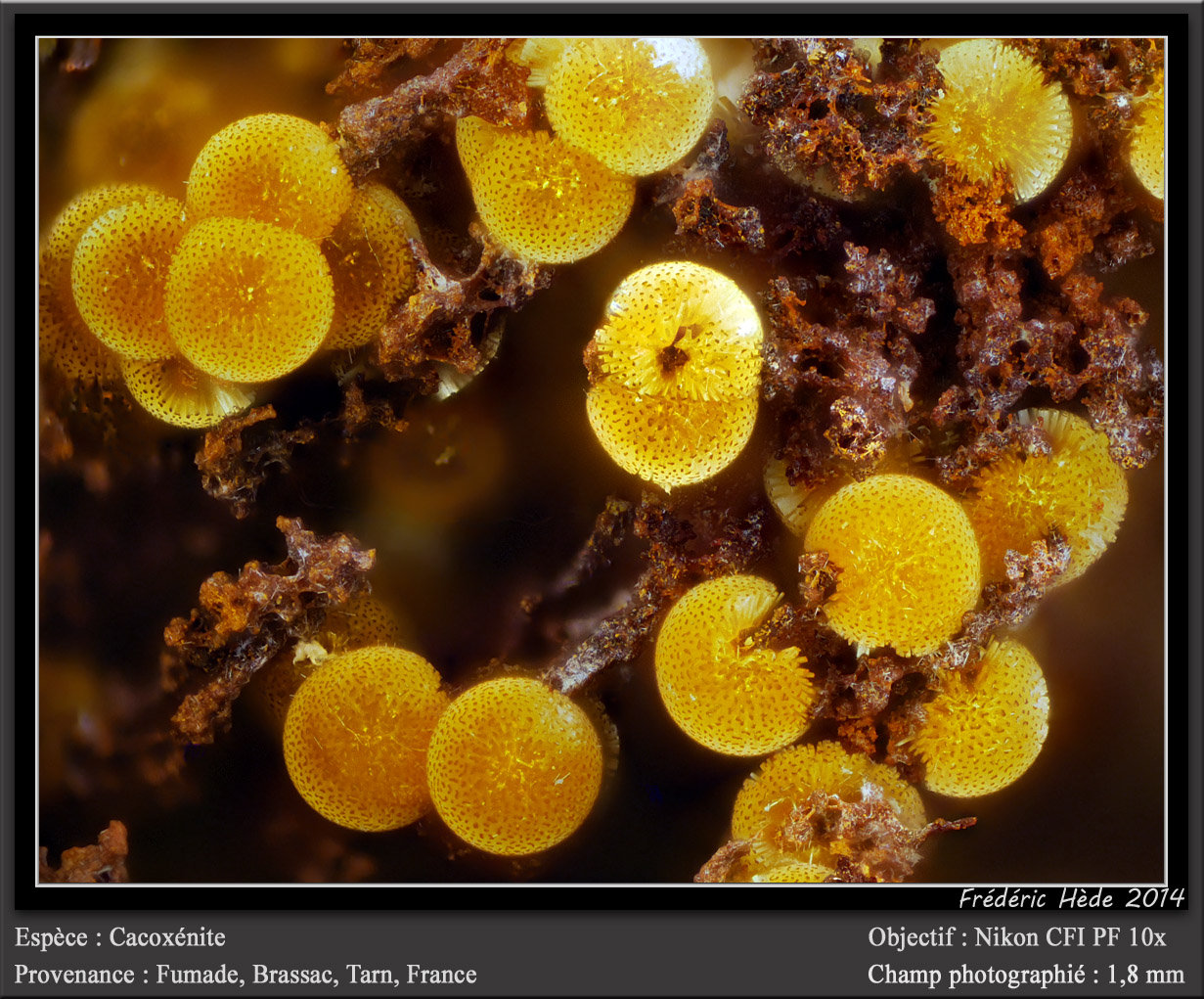 Cacoxenite
fov 1.8 mm
(Autor: ploum)
