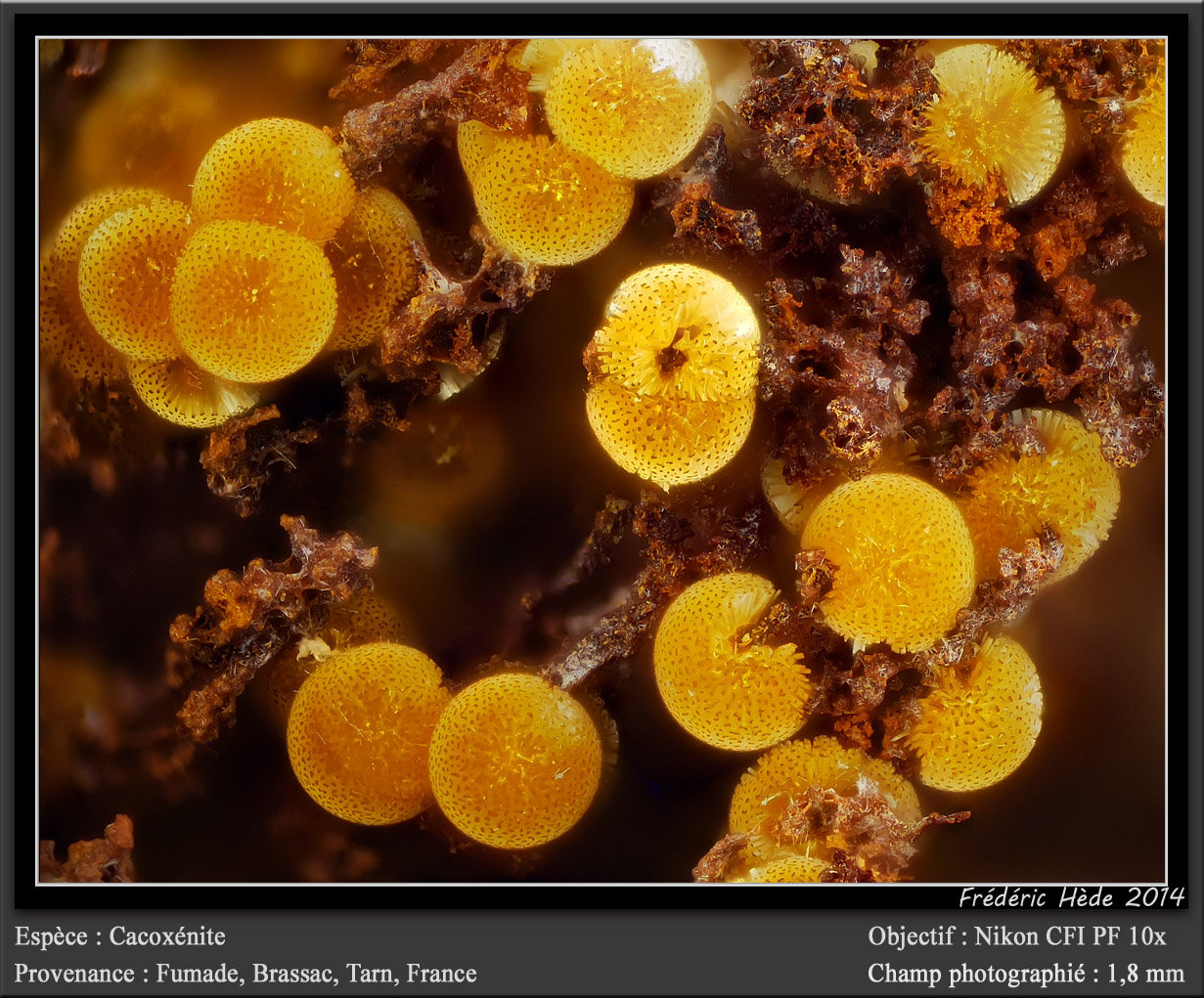 Cacoxenite
fov 1.8 mm
(Autor: ploum)