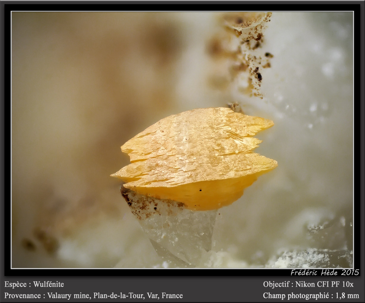 Wulfenite
fov 1.8 mm
(Autor: ploum)