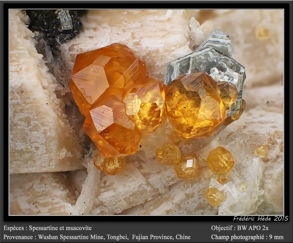 Spessartine and Muscovite
fov 9 mm
(Autor: ploum)